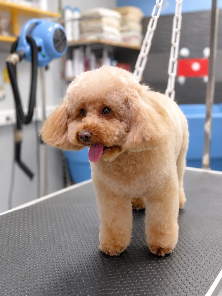 Caniche abricot au salon de toilettage chez Pat’toutnet