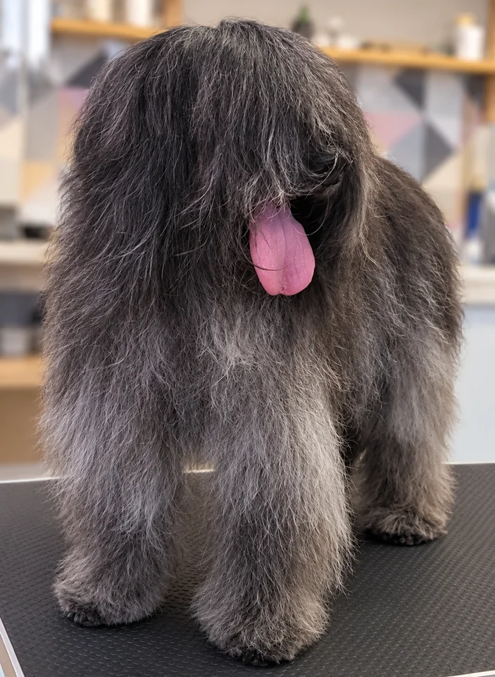 Chien photographié au salon Pat’toutnet
