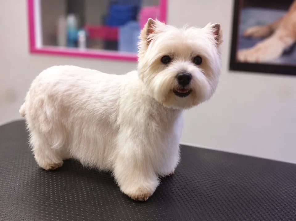 Petit chien blanc après son toilettage au salon