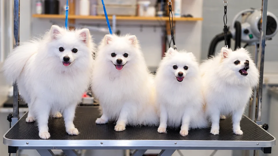Quatre spitz blancs au toilettage chez Pat’toutnet